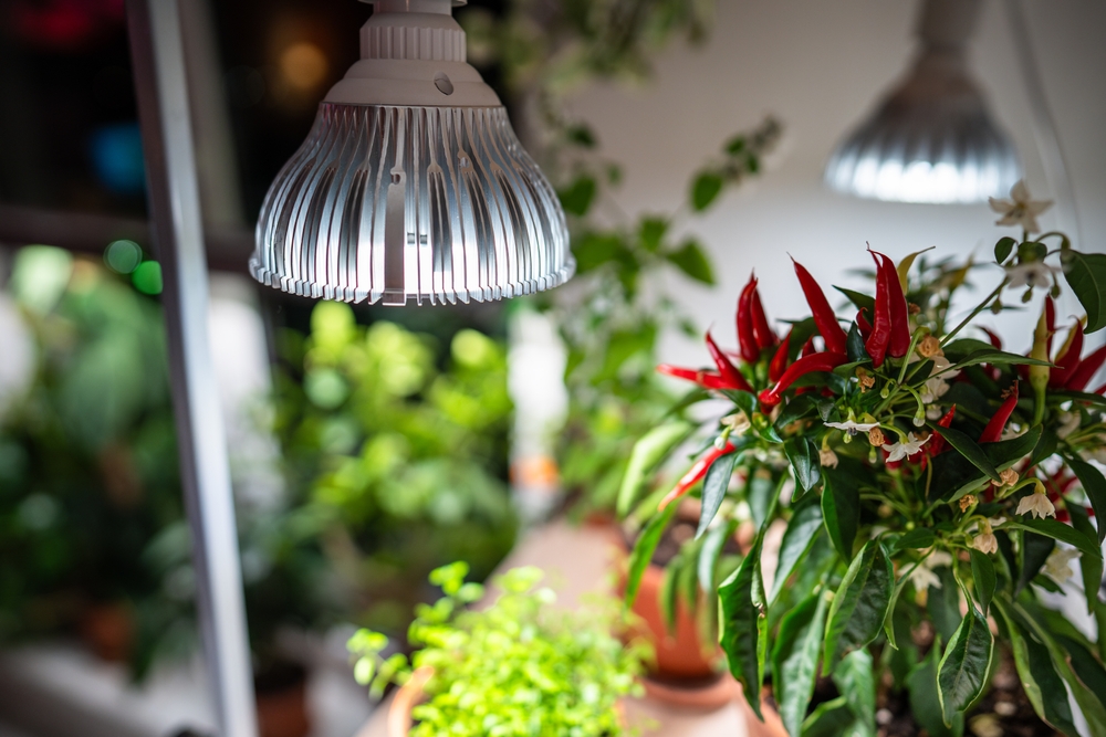 Optimera växtbelysning för frodig inomhusodling